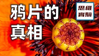 鴉片戰爭的真相：沒有什麼好袒護的｜鴉片戰爭合集｜思維實驗室·特輯