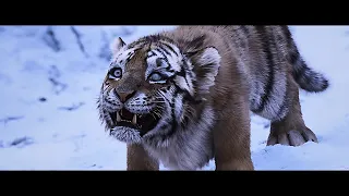 TIGRE SE VINGOU DE TODOS OS CAÇADORES (BASEADO EM FATOS REAIS).
