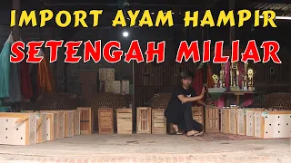UNBOXING KOLEKSI AYAM IMPORT | BELANJA IMPORT HAMPIR SETENGAH MILYAR