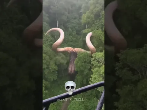 Cow Can't be Big 💀