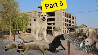 Kaalu Or Roxi | Labrador Dog Family | Part 5 | @animalsneedpeople