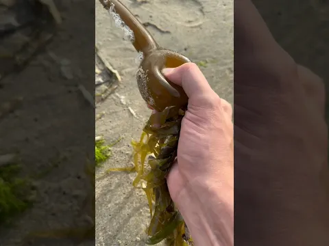 Extremely Satisfying Popping Sea Balls and Jellyfish! #shorts