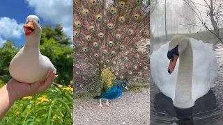 Rescue Wings Cutie#animals #lovestory #rescue #birds #love #funny #cute #pets #wildliferescue