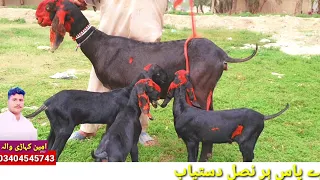 Vitthal bakriyan bacchon wali teen ya Char bacchon wali goat farming Gulabi bakriya Mohammad Pu