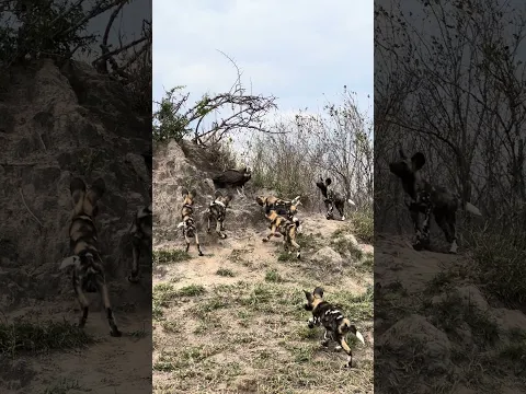 Vulture Surrounded By Wild dogs!