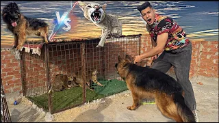 دخلت كلبي ترامب علي الوشق المصري(أسد الجبال)مواجهه خطيره وشرسه بين ترامبVSوفزاع وريزوالقطط البريه😱💔😰