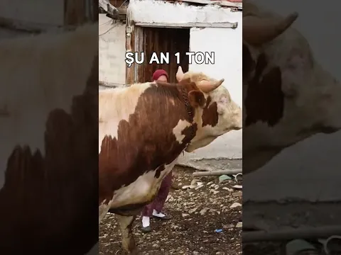 Bir Ton İşimiz Var #shorts