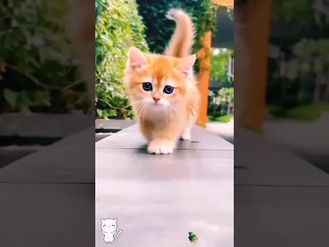 cute baby kitten 🙈😱🤗 #shorts