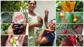 ഇത്രേം മരങ്ങളോ😱കായ് ഫലമുള്ള മരങ്ങളാണിപ്പോ വീക്കിനസ്സ് 🤫| Quppi