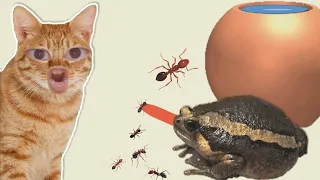 เพลงอึ่งอ่างมันนั่งข้างโอ่ง | แมวร้องเพลงเด็ก KidFun