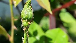 EVO KAKO DA SE OSLOBODITE BILJNIH VAŠI SA RUŽA BEZ INSEKTICIDA