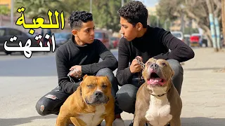 الجزء الثاني ولدين يــسرقـو كلب بيتبول شرس من بنت عمياء .. فماذا فعلت ؟