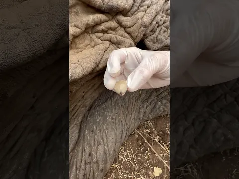 Así de grande es la GARRAPATA de un ELEFANTE