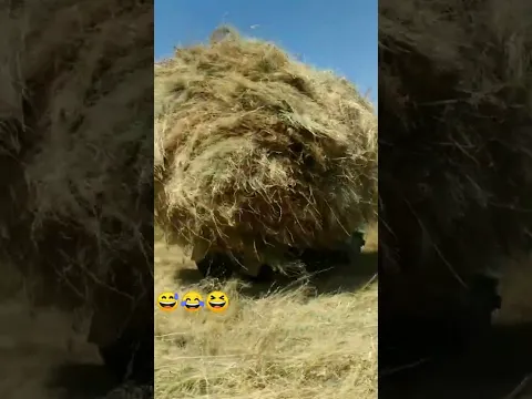😂😂😂газ бербе десе газ берет э   #ЭлдикВидеоКабар
