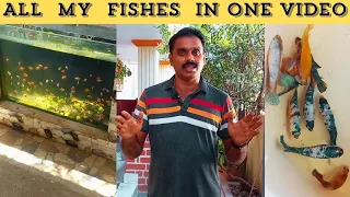My Fish Room Tour | Tamil | VV's