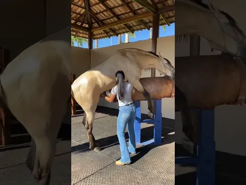 Reprodução equina dia a dia #shorts
