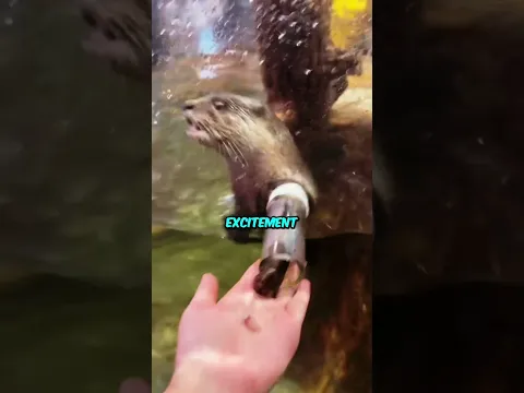 When an Otter Wants a Treat 🦦😁 #shorts
