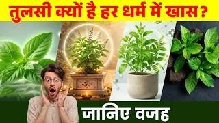 तुलसी क्यों है हर धर्म में खास? जानिए वजह_Tulsi Benefits