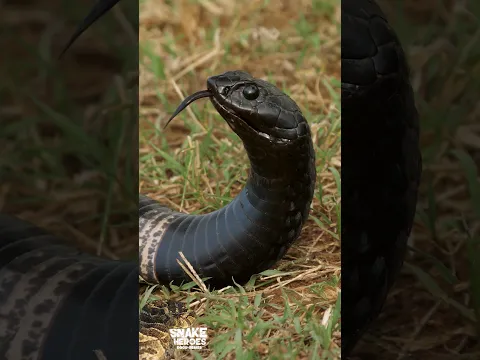 The Most Insane Rinkhals Snake You've Never Seen