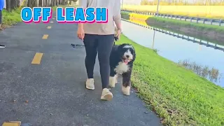 Advanced Obedience Training class 