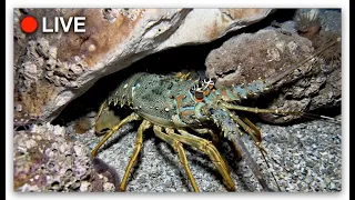 🔴 LIVE | Catching MONSTER Lobsters by Hand! 🦞 (Underwater Adventure)
