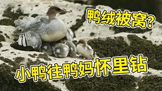 鸭绒被窝？小鸭往鸭妈怀里钻 | 跟着图尔去旅行