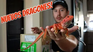 Unboxing - Nuevos Dragones Barbados!