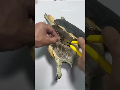 🐢 செல்ல ஆமையை நினைவாக வைத்த குடும்பம்! ❤️ #shorts #turtle #taxidermy #emotional