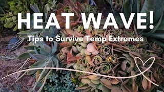The Secret to Mastering Succulents in Hot Climates!