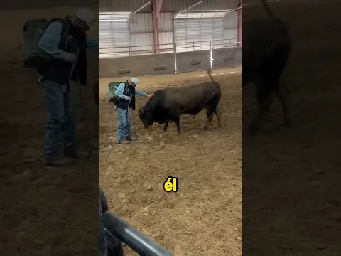 Amaestro a un toro bravo