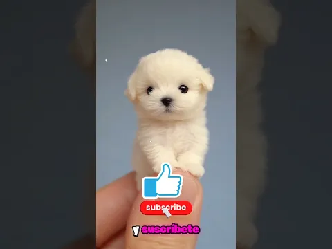 Vio algo moviéndose en la arena... y no podía creerlo 😱