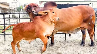 Brahman bull playing with Calves at Brownie's Ranch