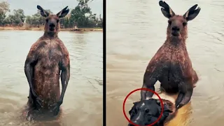 Los videos más raros del mundo 2/ videos impresionantes