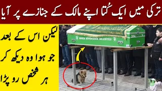 This Dog Always Came to Meet His Master But One Day His Son Followed Him