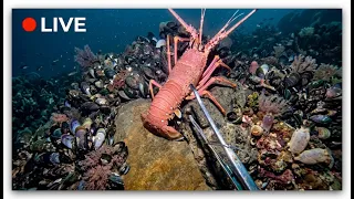 🔴 LIVE | Catching MONSTER Lobsters by Hand! 🦞 (Underwater Adventure)