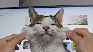 고양이 얼굴 갖고 놀기