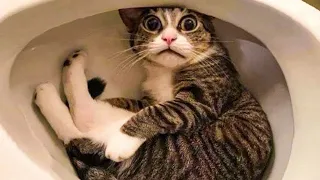 Impossible Not to Laugh 😆 Funny cat videos and try not to laugh