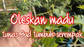 Tumbuhkan tunas Bud dengan zpt madu