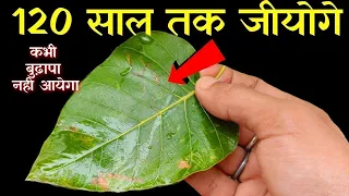 1 पत्ता चबाकर खा लो, वात पित्त कफ दोष दूर 120 साल तक शुगर कोलेस्ट्रॉल मोटापा और दिल के रोग नही आएँगे