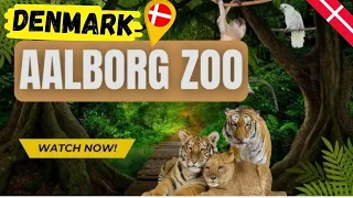 Aalborg Zoo, Denmark 🇩🇰 Christmas decoration , Events, Fun in Aalborg zoo🇩🇰 #aalborgzoo #zoo #viral 