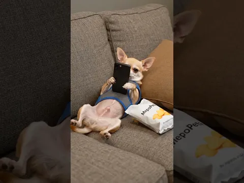 Chihuahua the phone addict Funny reaction 🤣 | Chihuahua Videos| Pet Videos | Funny dog Video #shorts