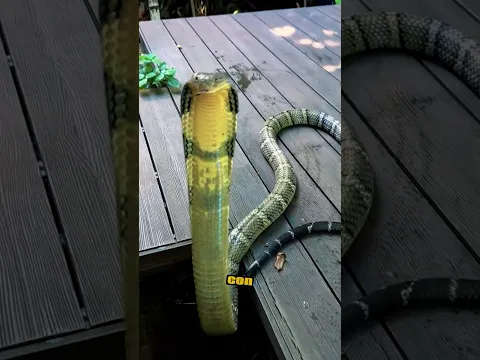¡Cobra Real Intenta Cazar a un gato y a sus Crías! #cobrereal #vs #gato #animalessalvajes