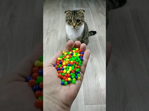 🌈 📿 🐱 Reverse Video #reverse #marblerunandmore
