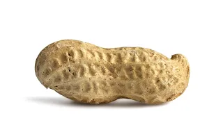 Peanut.