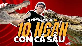 BỊ BAO VÂY BỞI 10 NGÀN CON CÁ SẤU |  THÈM BÒ SÁT