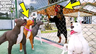 KATİL ROTTWEILER CELLAT EVİMİZİ BASIYOR! - GTA 5 PİTBULL'UN HAYATI