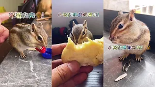 【小松鼠普洱】好吧我承认养松鼠比养猪轻松～ #小松鼠  #萌宠