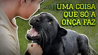 Onça-pintada tem mordida mais forte que leão e tigre?