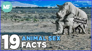 19 Odd Facts About Animal Sex | Mental Floss