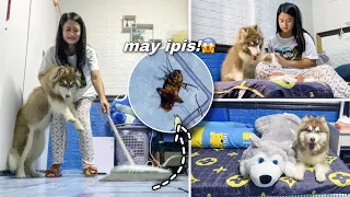 Blossom’s First Night Out Of Her Cage! | NANGHULI NA NAMAN NG IPIS! | Sai Datinguinoo